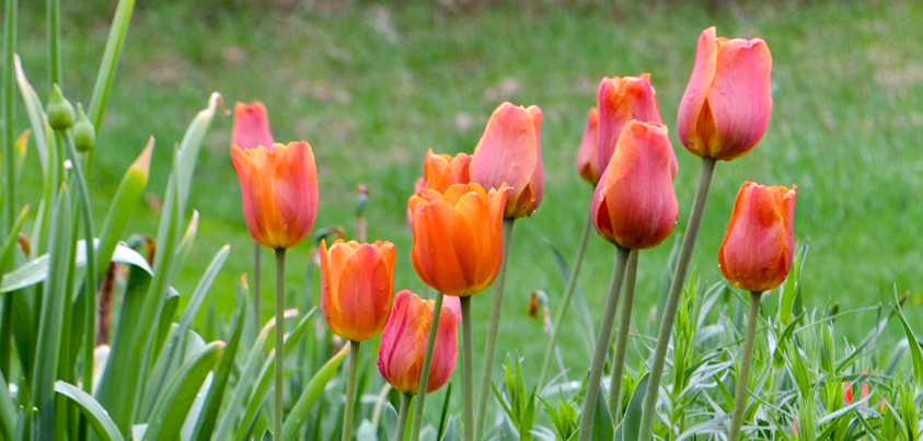 Perennial Gardens - Eau Claire, Wisconsin