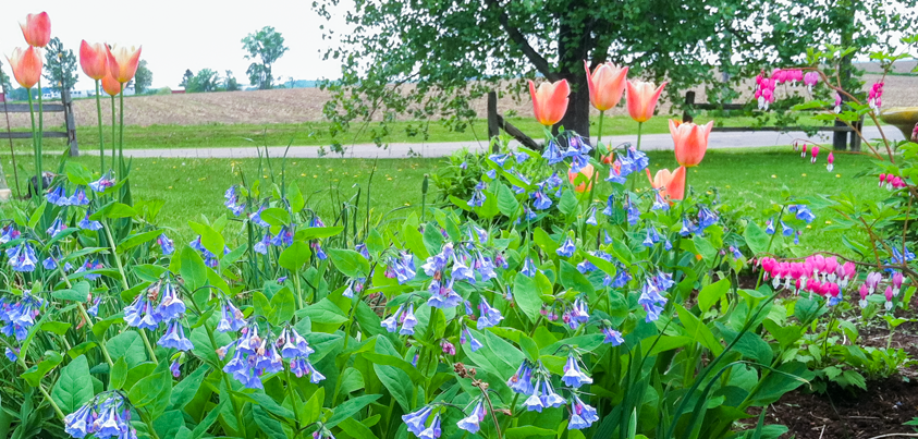 Perennial Gardens - Wisconsin