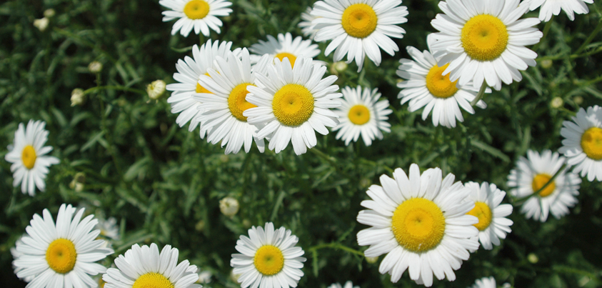 Perennial Gardens - Wisconsin