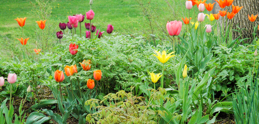 Park Low Maintenance - Perennial Garden