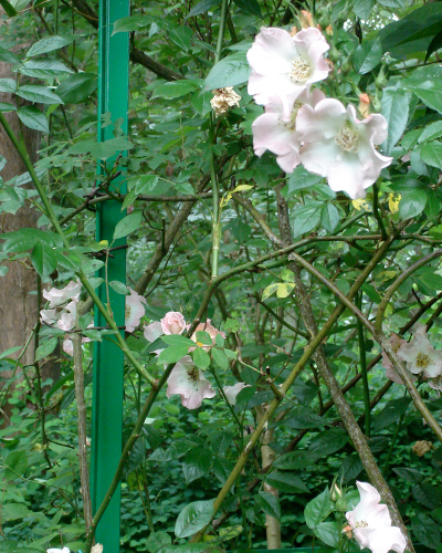 Garden Design Menomonie, Wisconsin