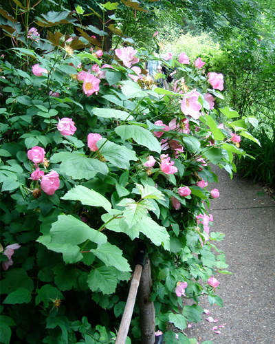 Garden Design Menomonie, Wisconsin